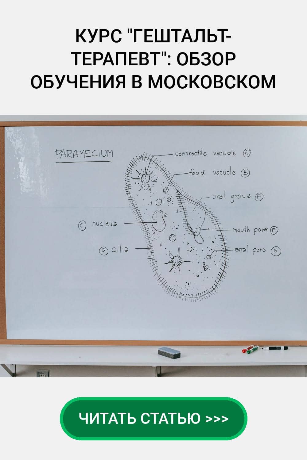 Обучение гештальт-терапии